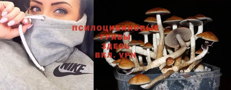 Псилоцибиновые грибы Magic Shrooms  гидра рабочий сайт  Райчихинск 